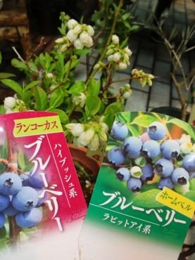 昨日の鉢苗物仕入れ（多肉植物他）（４/２５（木）男山病院前本店は定休日です）｜「ポピー」　（京都府八幡市の花キューピット加盟店 花屋）のブログ