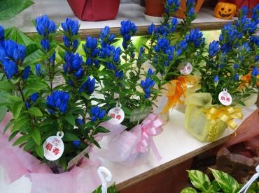 明日９/１６（祝・月）は敬老の日｜「ポピー」　（京都府八幡市の花キューピット加盟店 花屋）のブログ