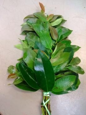 新緑のサカキ・下草・しきみ｜「ポピー」　（京都府八幡市の花キューピット加盟店 花屋）のブログ
