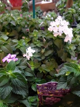 オススメ苗物鉢物｜「ポピー」　（京都府八幡市の花キューピット加盟店 花屋）のブログ