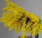 ｍｉｍｏｓａ｜「花かざり」　（大阪府大阪市城東区の花キューピット加盟店 花屋）のブログ