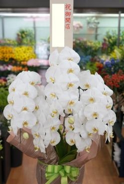 開店祝コチョウラン配達　　三島市フローラント｜「フローラント」　（静岡県三島市の花キューピット加盟店 花屋）のブログ