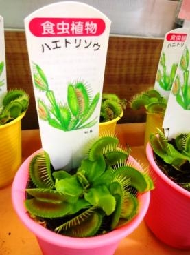 昨日の鉢苗物入荷情報（ハエトリソウ・あじさい・スパティフィラム・アンスリウム・多肉植物他）｜「ポピー」　（京都府八幡市の花キューピット加盟店 花屋）のブログ