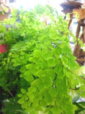 中学生職業体験中｜「ポピー」　（京都府八幡市の花キューピット加盟店 花屋）のブログ