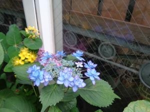 もうすぐ父の日ですネ！｜「緑花園」　（徳島県吉野川市の花キューピット加盟店 花屋）のブログ