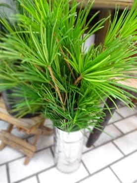 高野槇　臨時入荷｜「ポピー」　（京都府八幡市の花キューピット加盟店 花屋）のブログ