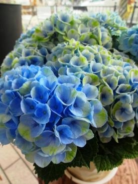 本日の仕入れ（中学校の職業体験があったので臨時）｜「ポピー」　（京都府八幡市の花キューピット加盟店 花屋）のブログ