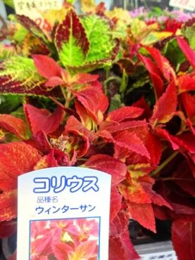 本日の鉢苗物（初雪草・初雪かずら・ジャガランタ・栄養系コリウス他）｜「ポピー」　（京都府八幡市の花キューピット加盟店 花屋）のブログ
