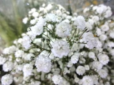 カスミソウ、デルフィニウムなど産地が交代｜「ポピー」　（京都府八幡市の花キューピット加盟店 花屋）のブログ