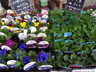 本日より大創業祭!!!苗鉢物３割引き３日間｜「ポピー」　（京都府八幡市の花キューピット加盟店 花屋）のブログ