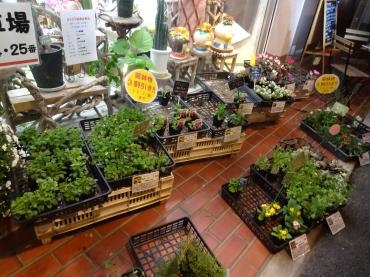 創業祭２日目｜「ポピー」　（京都府八幡市の花キューピット加盟店 花屋）のブログ
