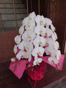 胡蝶蘭他｜「緑花園」　（徳島県吉野川市の花キューピット加盟店 花屋）のブログ