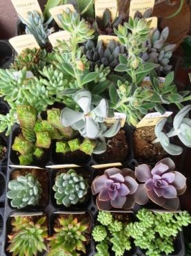 今週の入荷の鉢苗物（多肉植物・サボテン・ホオズキ・キキョウ他）｜「ポピー」　（京都府八幡市の花キューピット加盟店 花屋）のブログ