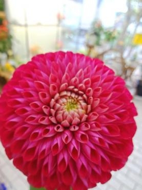 梅雨明けとともに台風｜「ポピー」　（京都府八幡市の花キューピット加盟店 花屋）のブログ