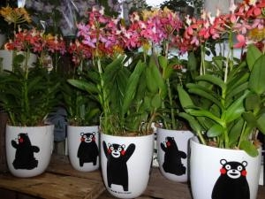 くまもんご来店！｜「緑花園」　（徳島県吉野川市の花キューピット加盟店 花屋）のブログ