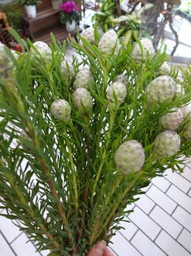 不思議　リューカデンドロンの実｜「ポピー」　（京都府八幡市の花キューピット加盟店 花屋）のブログ