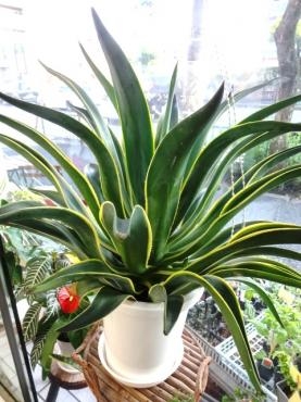 昨日入荷の鉢物（アガベ・千日紅・リーガスベゴニア他）｜「ポピー」　（京都府八幡市の花キューピット加盟店 花屋）のブログ