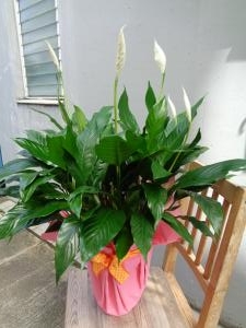 お中元にスパティフィラム！｜「緑花園」　（徳島県吉野川市の花キューピット加盟店 花屋）のブログ