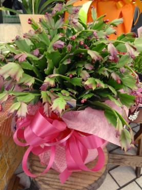 今週は変則的｜「ポピー」　（京都府八幡市の花キューピット加盟店 花屋）のブログ