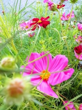 昨日の鉢苗物（コスモス・千日紅・ポトス苗他）｜「ポピー」　（京都府八幡市の花キューピット加盟店 花屋）のブログ