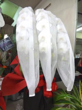 土曜日の鉢物｜「ポピー」　（京都府八幡市の花キューピット加盟店 花屋）のブログ