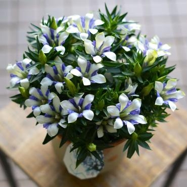 敬老の日　りんどう人気です　フローラント｜「フローラント」　（静岡県三島市の花キューピット加盟店 花屋）のブログ