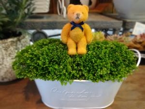 やはり！可愛いですよネ｜「緑花園」　（徳島県吉野川市の花キューピット加盟店 花屋）のブログ