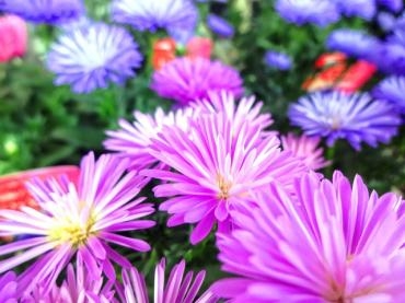 昨日の鉢苗物（コスモス・多肉植物・秋明菊・チューリップ球根他）｜「ポピー」　（京都府八幡市の花キューピット加盟店 花屋）のブログ