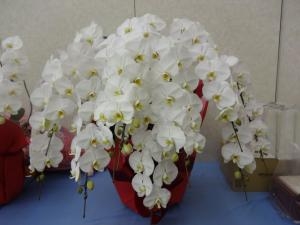 受賞祝賀会のお花達！｜「緑花園」　（徳島県吉野川市の花キューピット加盟店 花屋）のブログ