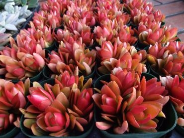 赤い多肉植物入りましたよ｜「ポピー」　（京都府八幡市の花キューピット加盟店 花屋）のブログ