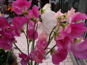 お買い得切り花｜「ポピー」　（京都府八幡市の花キューピット加盟店 花屋）のブログ