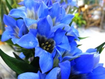 台風(土曜日の店頭販売中止のお知らせ）｜「ポピー」　（京都府八幡市の花キューピット加盟店 花屋）のブログ