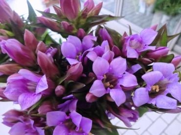 リンドウ（パープル!?）｜「ポピー」　（京都府八幡市の花キューピット加盟店 花屋）のブログ