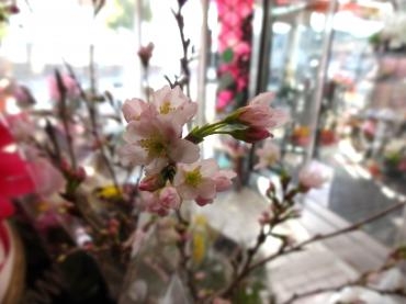 さくら｜「ポピー」　（京都府八幡市の花キューピット加盟店 花屋）のブログ