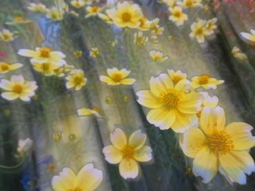 昨日の鉢苗物（多肉植物・シクラメン・下草・懸崖菊・都忘れ・クランベリー他）｜「ポピー」　（京都府八幡市の花キューピット加盟店 花屋）のブログ