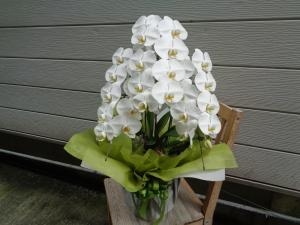 胡蝶蘭・スタンド花などのお届け！｜「緑花園」　（徳島県吉野川市の花キューピット加盟店 花屋）のブログ