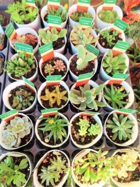 創業祭2日目の本日の仕入れを即日アップ（多肉植物多め）｜「ポピー」　（京都府八幡市の花キューピット加盟店 花屋）のブログ