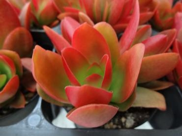 今日から３日間バレンタインセール　苗鉢物３割引き!!!｜「ポピー」　（京都府八幡市の花キューピット加盟店 花屋）のブログ