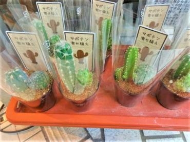 昨日の鉢苗物（ミニサボテン・パンジー・プリンセチア・シクラメン他）｜「ポピー」　（京都府八幡市の花キューピット加盟店 花屋）のブログ