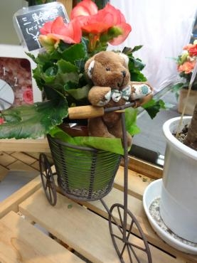 鉢物入荷　珍しいクリスマスローズ｜「ポピー」　（京都府八幡市の花キューピット加盟店 花屋）のブログ