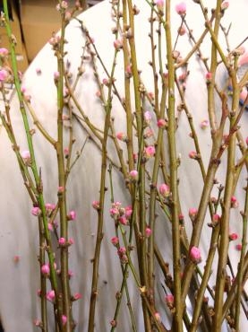 花桃入荷　ひなまつりも間近｜「ポピー」　（京都府八幡市の花キューピット加盟店 花屋）のブログ