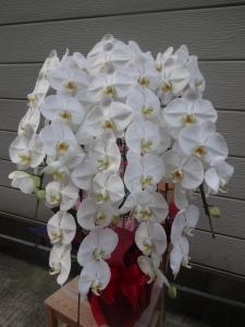 当選お祝いの胡蝶蘭｜「緑花園」　（徳島県吉野川市の花キューピット加盟店 花屋）のブログ