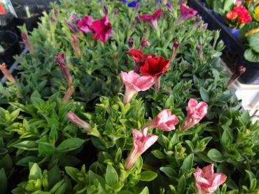 早くもペチュニア｜「ポピー」　（京都府八幡市の花キューピット加盟店 花屋）のブログ
