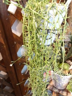 ドルフィンネックレスの花が咲きました｜「ポピー」　（京都府八幡市の花キューピット加盟店 花屋）のブログ
