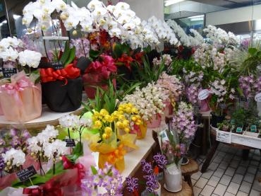 ホワイトデー前の鉢物仕入れ｜「ポピー」　（京都府八幡市の花キューピット加盟店 花屋）のブログ