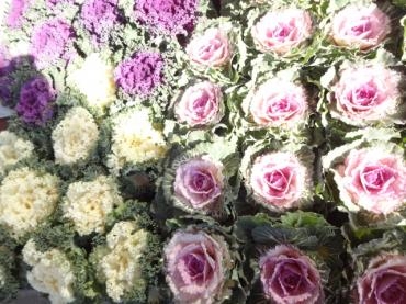 昨日の鉢苗物（葉ボタン・パンジー・ビオラ他）｜「ポピー」　（京都府八幡市の花キューピット加盟店 花屋）のブログ