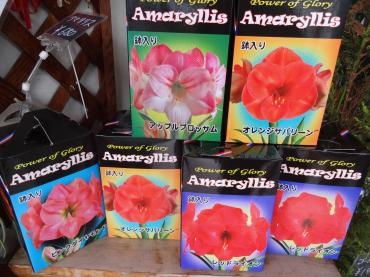 臨時の鉢物入荷｜「ポピー」　（京都府八幡市の花キューピット加盟店 花屋）のブログ