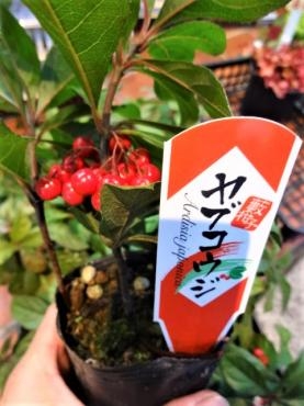 昨日の鉢苗物仕入れ（ヤブコウジ（十両）・千両・特大葉ボタン他）｜「ポピー」　（京都府八幡市の花キューピット加盟店 花屋）のブログ