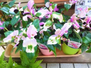 昨日の鉢物仕入れ（胡蝶の舞・胡蝶蘭5本立ち他）｜「ポピー」　（京都府八幡市の花キューピット加盟店 花屋）のブログ