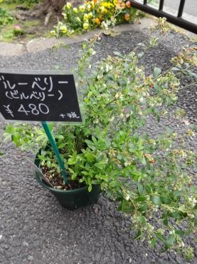 昨日の鉢物｜「ポピー」　（京都府八幡市の花キューピット加盟店 花屋）のブログ